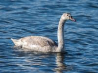 Höckerschwan Jungvogel